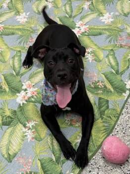 Darlene -  Pit Bull Terrier and Mixed Breed Dog for Adoption in Westland, Michigan - Darlene | PetCurious
