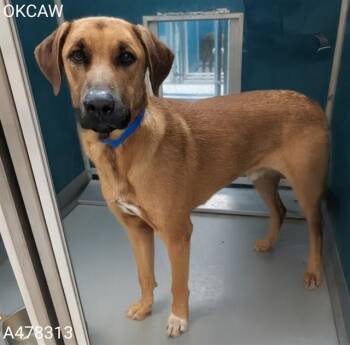 COOPER -  Hound and Mixed Breed Dog for Adoption in Oklahoma City, Oklahoma - COOPER | PetCurious