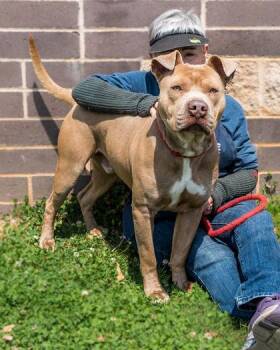 Mixed Breed Dogs Available for Adoption in Chamblee, Georgia - CornBeef | PetCurious