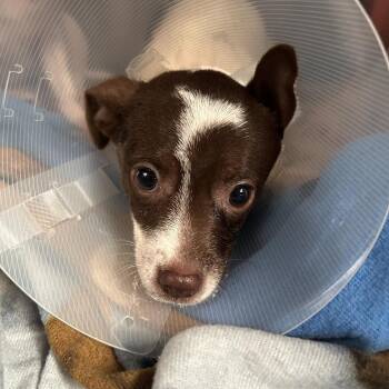 Squeak -  Mixed Breed Dog for Adoption in Leander, Texas - Squeak | PetCurious