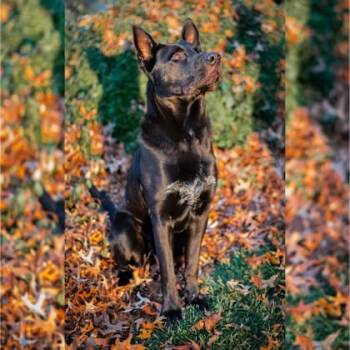Dallas -  German Shepherd Dog and Mixed Breed Dog for Adoption in Merriam, Kansas - Dallas | PetCurious