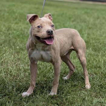 Froto 07-0203 -  Pit Bull Terrier and Mixed Breed Dog for Adoption in Tyrone, Georgia - Froto 07-0203 | PetCurious