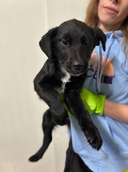 Golden Retriever and Mixed Breed Dogs Available for Adoption - Ozzie | PetCurious