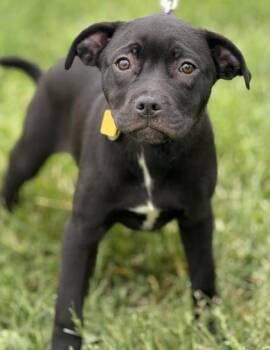 Cane Corso and Mixed Breed Dogs Available for Adoption in Malvern, Pennsylvania - Bella | PetCurious