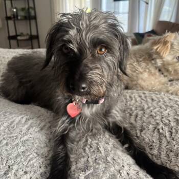 Beauty Shop -  Terrier Dog for Adoption in Los Angeles, California - Beauty Shop | PetCurious