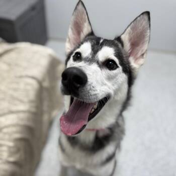 Siberian Husky Dogs Available for Adoption - Husk | PetCurious