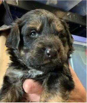Pippin -  Mixed Breed Dog for Adoption in Fort Worth, Texas - Pippin | PetCurious