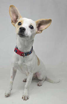 Rescue Chihuahua and Terrier Dogs for Adoption in New York, New York - Acorn | PetCurious