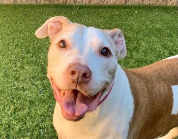 PIXIE -  Boxer and Labrador Retriever Dog for Adoption in Moreno Valley, California - PIXIE | PetCurious