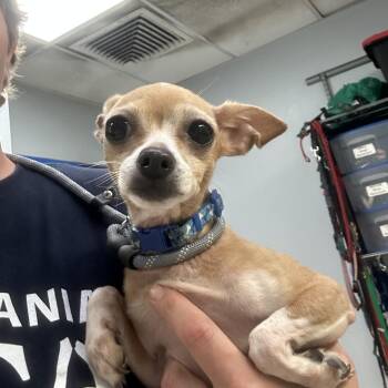 Sweet Pea -  Chihuahua Dog for Adoption in Philadelphia, Pennsylvania - Sweet Pea | PetCurious