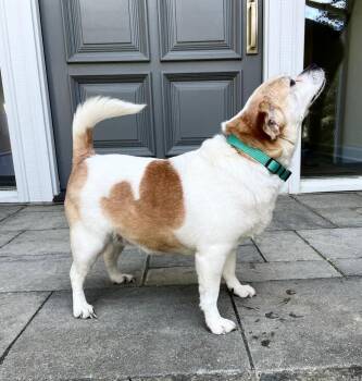 Chihuahua Dogs Available for Adoption in Breinigsville, Pennsylvania - Pumpkin | PetCurious
