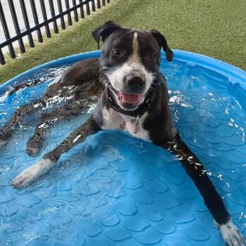 Bentley -  American Bulldog Dog for Adoption in West Palm Beach, Florida - Bentley | PetCurious
