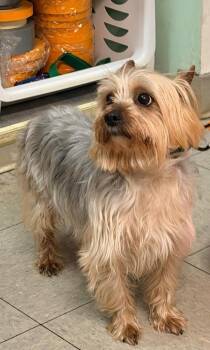 Yorkshire Terrier and Mixed Breed Dogs Available for Adoption - Bruno | PetCurious