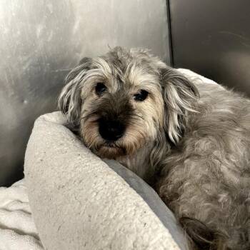 Rex -  Poodle Dog for Adoption in Waldorf, Maryland - Rex | PetCurious
