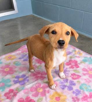 Daisy -  Terrier Dog for Adoption in Lafayette, Louisiana - Daisy | PetCurious
