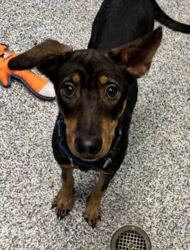 Jane -  German Shepherd Dog Dog for Adoption in Golden, Colorado - Jane | PetCurious