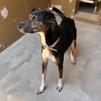 Kiwi -  Mixed Breed Dog for Adoption in Hendersonville, North Carolina - Kiwi | PetCurious