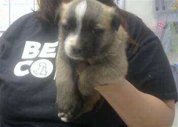 Australian Cattle Dog Blue Heeler Dogs Available for Adoption - TORNADO | PetCurious