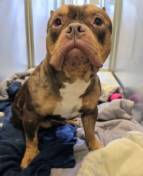 American Bully Dogs Available for Adoption - 26-131 | PetCurious