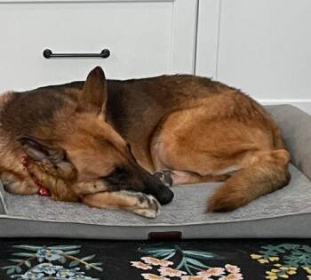 German Shepherd Dog and Mixed Breed Dogs Available for Adoption - Ozzy | PetCurious