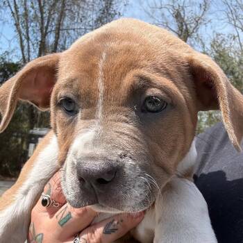 Mixed Breed Dogs Available for Adoption - Princess Atta | PetCurious