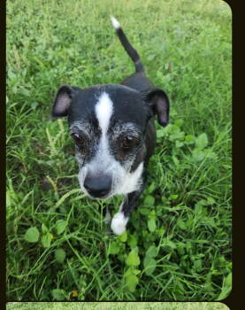 Rescue Chihuahua Dogs for Adoption in San Antonio, Texas - Cha Cha | PetCurious