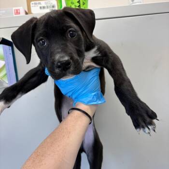 Mixed Breed Dogs Available for Adoption in Columbiana, Alabama - Fabio | PetCurious