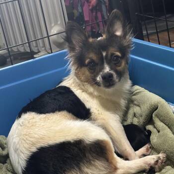 Parsnip -  Mixed Breed Dog for Adoption in Dekalb, Illinois - Parsnip | PetCurious