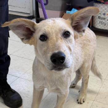Finn -  Cattle Dog and Great Pyrenees Dog for Adoption in Jacksonville, Arkansas - Finn | PetCurious