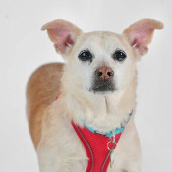 Chihuahua Dogs Available for Adoption - Christopher Guest 13785 | PetCurious
