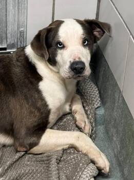 Pit Bull Terrier Dogs Available for Adoption in Baytown, Texas - POSSUM | PetCurious