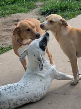 Maisie -  Carolina Dog Dog for Adoption in Syracuse, New York - Maisie | PetCurious