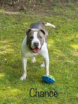 Rescue Pit Bull Terrier Dogs for Adoption in Rutherfordton, North Carolina - Chance | PetCurious