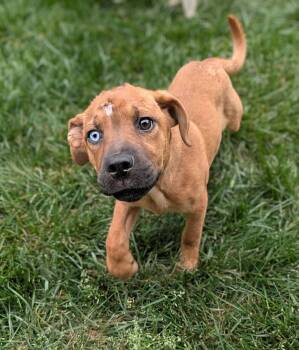Shepherd and Hound Dogs Available for Adoption in Holly Springs, North Carolina - Sierra - Beer Litter | PetCurious
