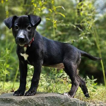 Rocket -  Shepherd and Labrador Retriever Dog for Adoption in Festus, Missouri - Rocket | PetCurious