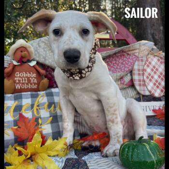 Rescue Australian Cattle Dog Blue Heeler and Dachshund Dogs for Adoption in Sebring, Florida - Sailor | PetCurious