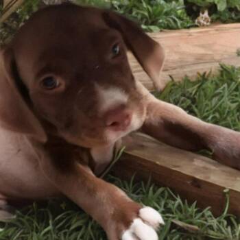 Scotcheroos *Arriving 8/22* D11959 -  American Staffordshire Terrier and Labrador Retriever Dog for Adoption - Scotcheroos *Arriving 8/22* D11959 | PetCurious