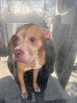 Duke - 1 -  Pit Bull Terrier and Mixed Breed Dog for Adoption in Daytona Beach, Florida - Duke - 1 | PetCurious