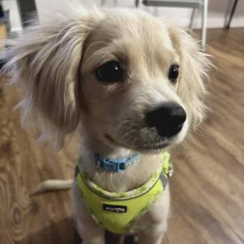 Simba -  Spaniel Dog for Adoption in Warren, Rhode Island - Simba | PetCurious