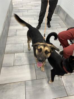 A1270264 -  German Shepherd Dog Dog for Adoption in Charlotte, North Carolina - A1270264 | PetCurious