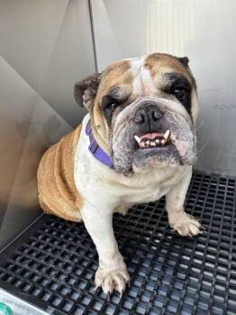 RACHEL -  Mixed Breed Dog for Adoption in Dallas, Texas - RACHEL | PetCurious