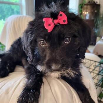 Erma Jean -  Poodle and Mixed Breed Dog for Adoption in Alma, Wisconsin - Erma Jean | PetCurious