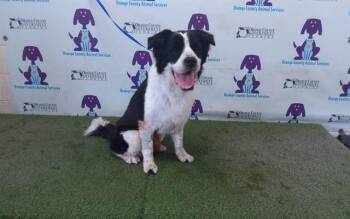 OLIVER -  Saint Bernard Dog for Adoption in Orlando, Florida - OLIVER | PetCurious