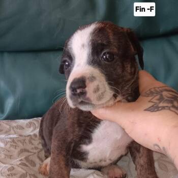 Fin -  Mixed Breed Dog for Adoption in Spring Hill, Kansas - Fin | PetCurious