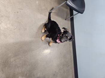 Delta -  German Shepherd Dog Dog for Adoption in Mesa, Arizona - Delta | PetCurious