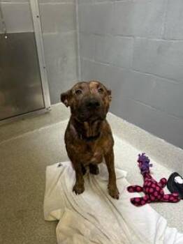 BABY -  Pit Bull Terrier Dog for Adoption in Alameda, California - BABY | PetCurious