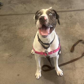 Harlo -  Catahoula Leopard Dog Dog for Adoption in Pittsburgh, Pennsylvania - Harlo | PetCurious