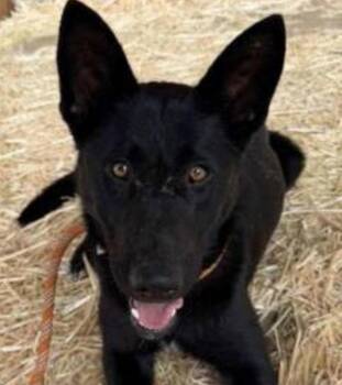 German Shepherd Dog and Terrier Dogs Available for Adoption in Bloomfield, Connecticut - Lillie | PetCurious