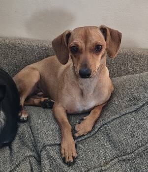 Rescue Terrier Dogs for Adoption in Plymouth, Michigan - PW 1298 (Daisy) | PetCurious