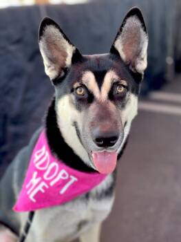 Mavis -  Shepherd and Husky Dog for Adoption in Newport Beach, California - Mavis | PetCurious